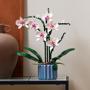Orchidea