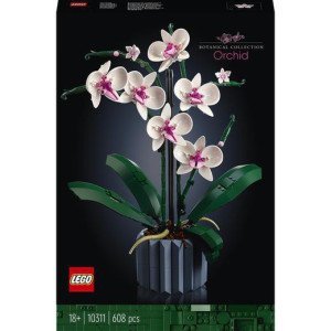 Orchidea