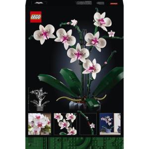 Orchidea